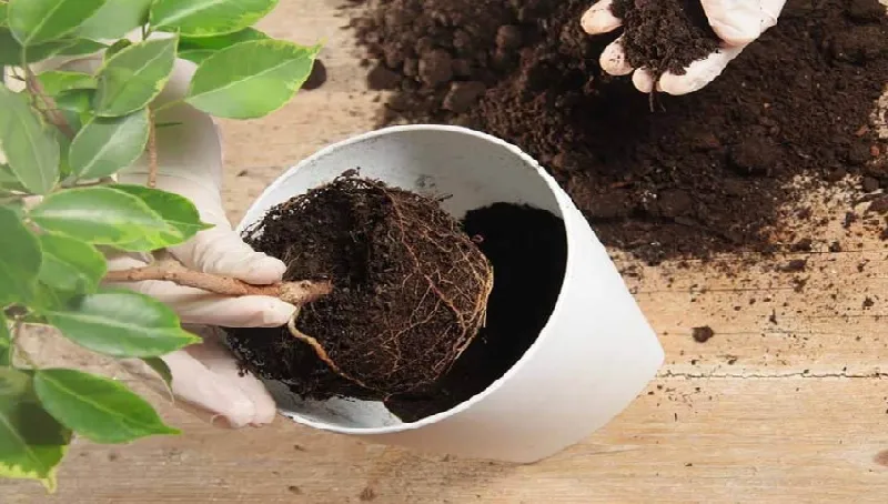 Làm sao để biết khi nào cần thay đất cho cây cảnh trong nhà?
