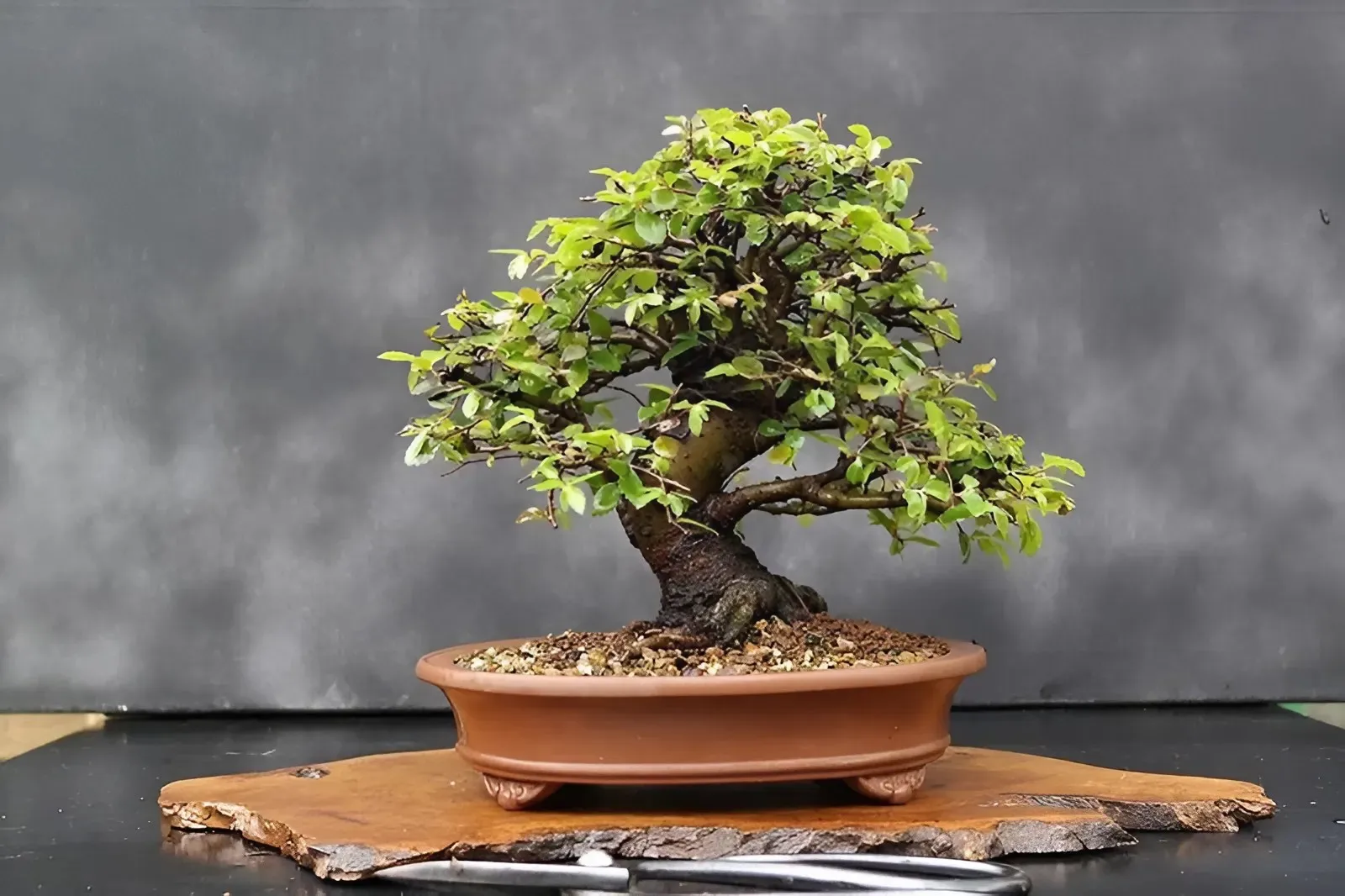 Có những tiêu chí nào cần lưu ý khi chọn cây bonsai trồng trong nhà?