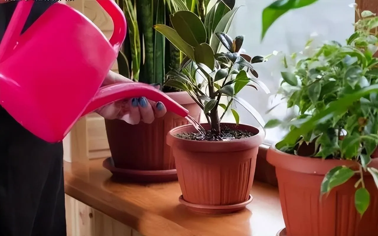 Những sai lầm nghiêm trọng cần phải tránh khi trồng cây cảnh trong nhà là gì?