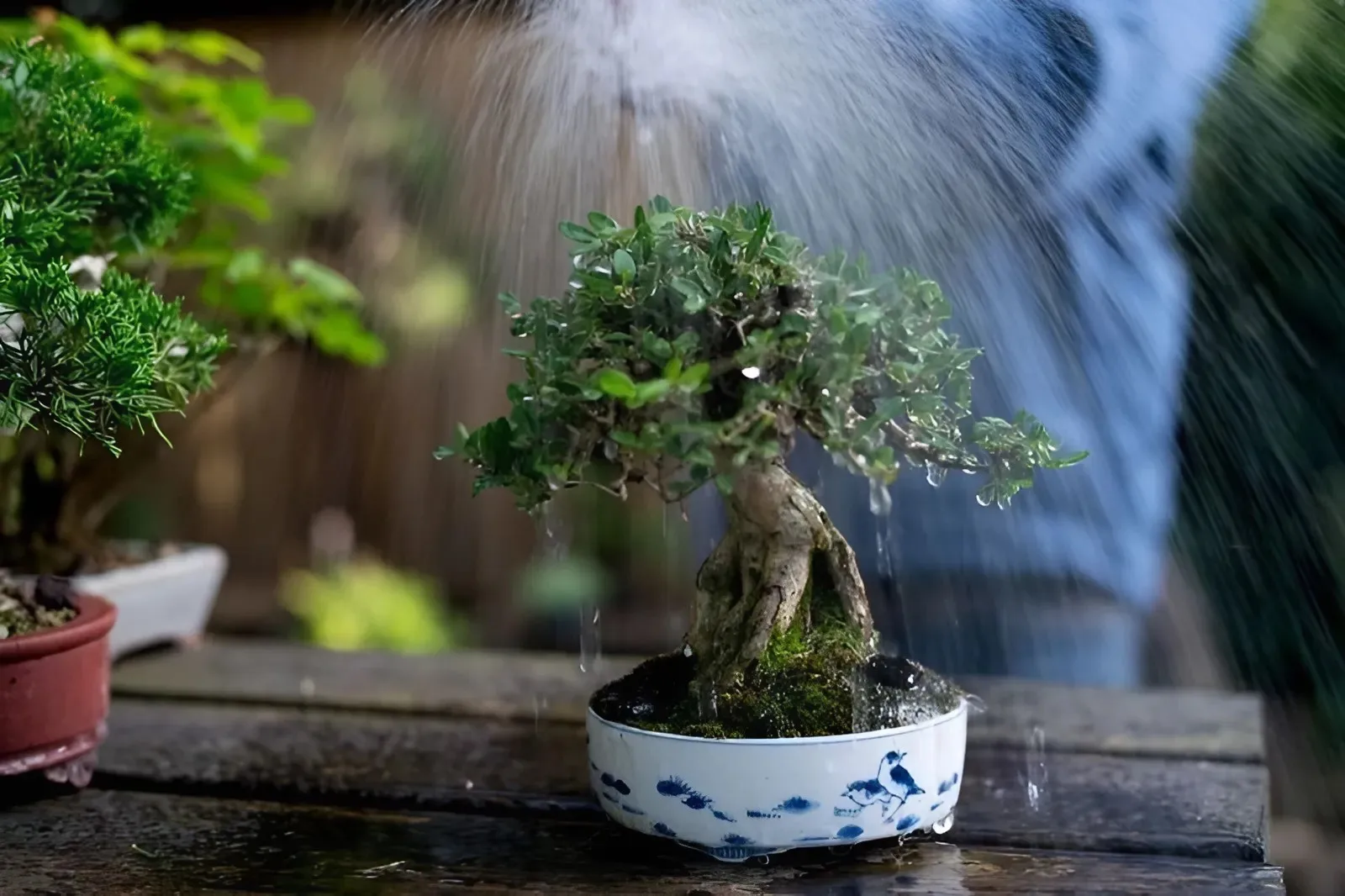 Cây cảnh trồng trong nhà bị úng nước cần xử lý như thế nào?