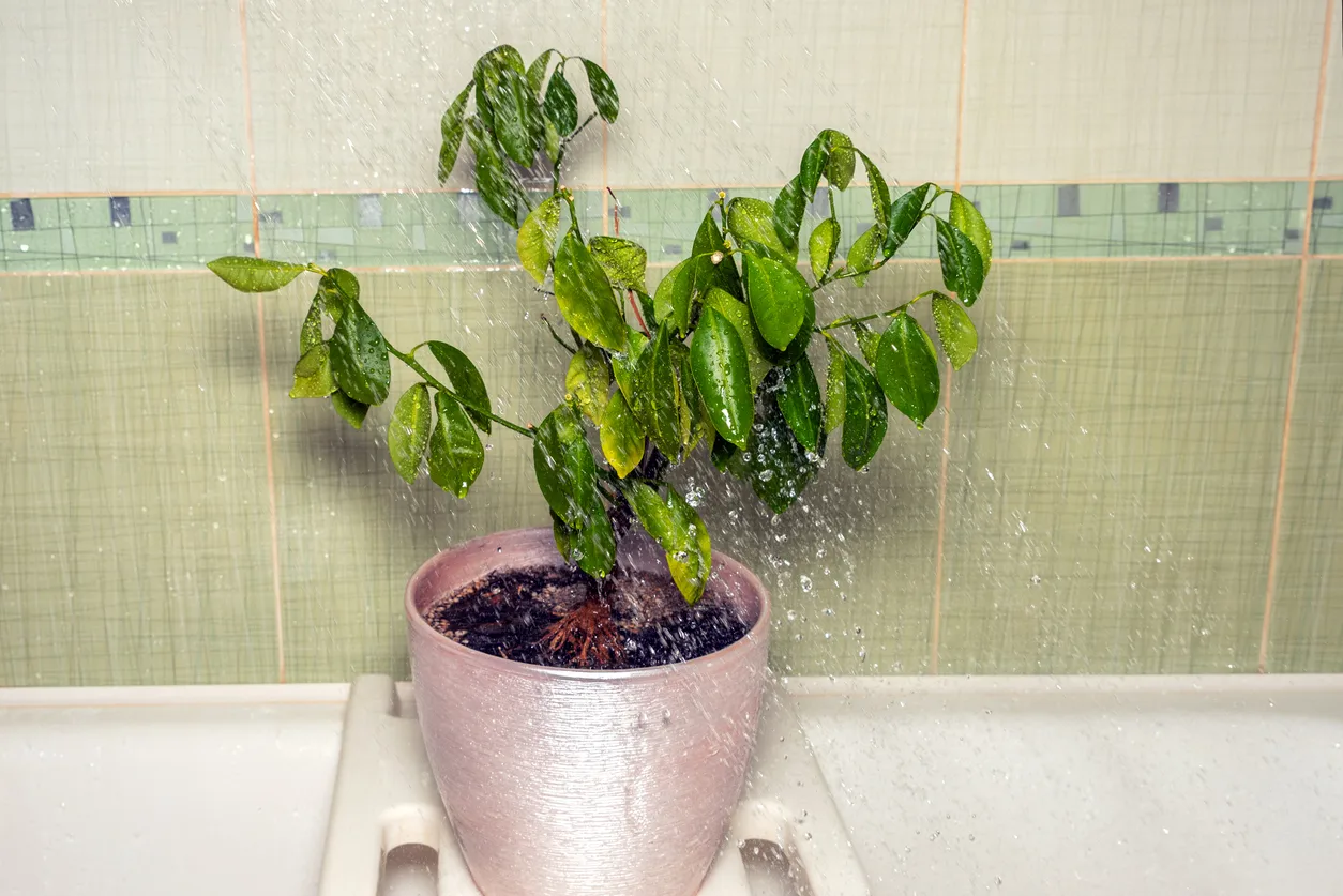 Đâu là những dấu hiệu nhận biết cây cảnh bị úng nước?	