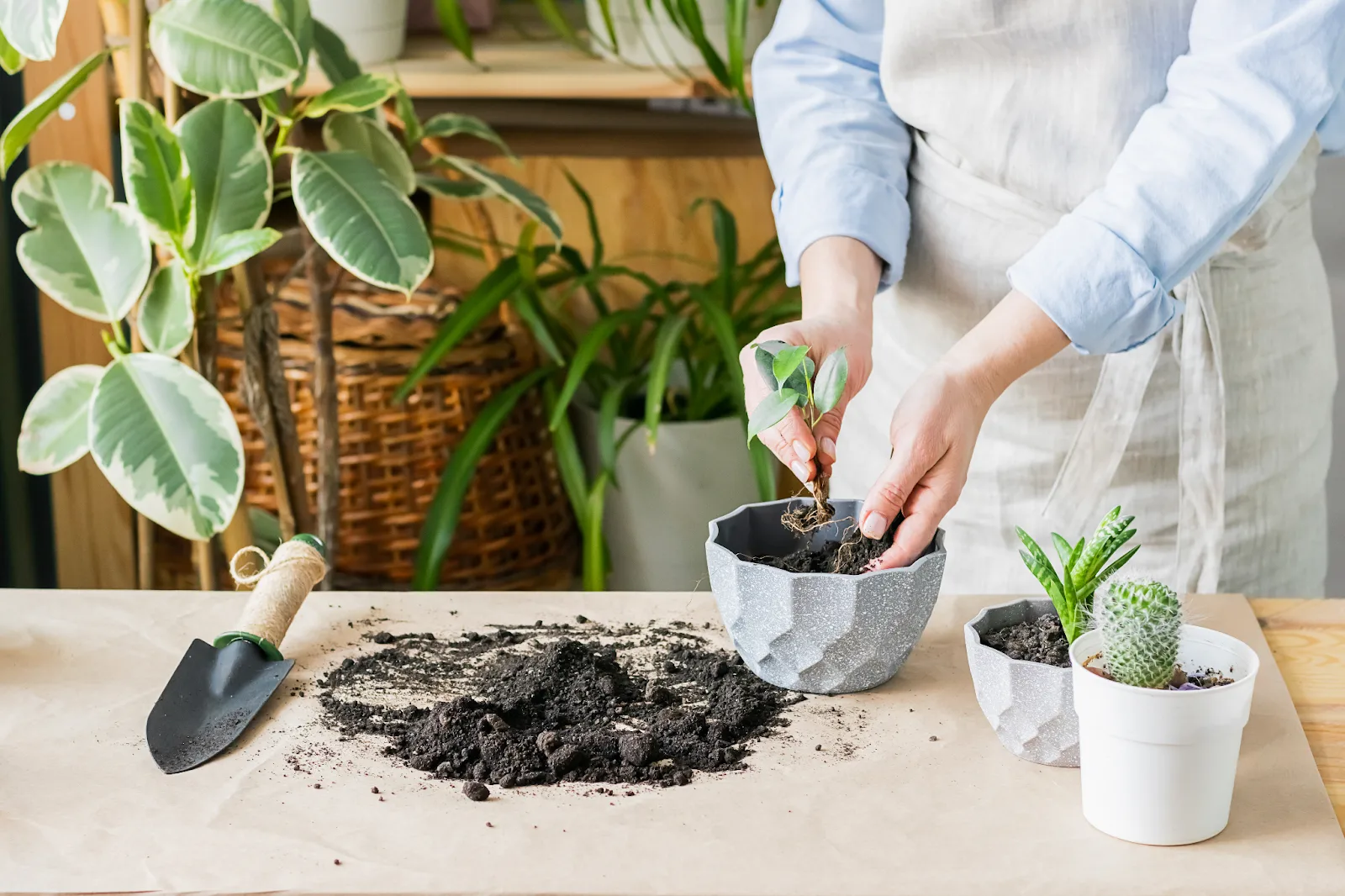 Làm sao để lựa chọn chậu trồng cây phù hợp với từng loại cây cảnh?