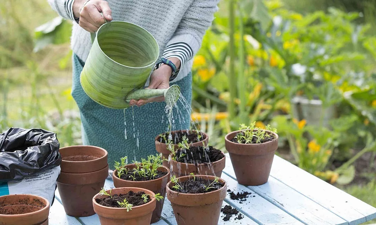 Cần lưu ý những gì khi tưới nước cho cây cảnh?