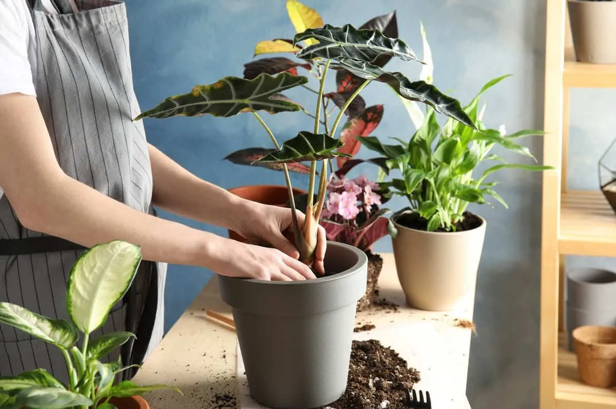 Làm sao để cải thiện độ thoát nước của đất trồng cây cảnh trong nhà?