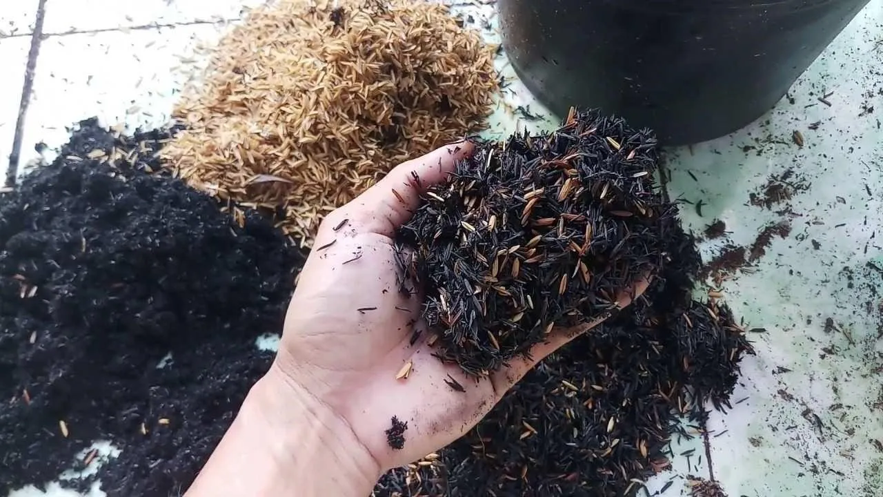 Ưu, nhược điểm khi sử dụng tro trấu để bón cho cây cảnh trong nhà là gì?