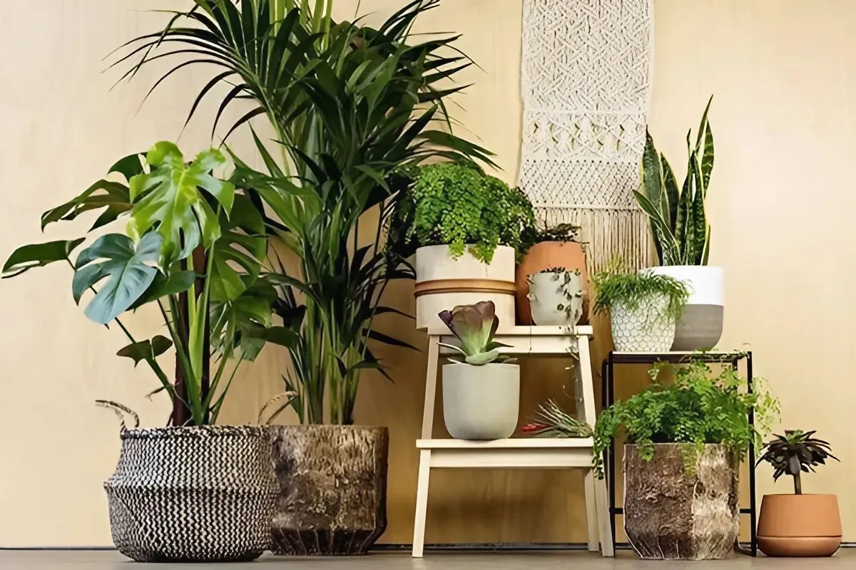 Cây trồng trong nhà bị thối rễ nên xử lý như thế nào?