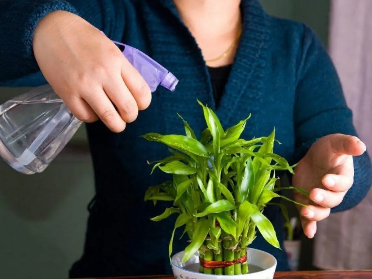 Đâu là nguyên nhân dẫn đến tình trạng cây cảnh trong nhà thiếu sức sống?