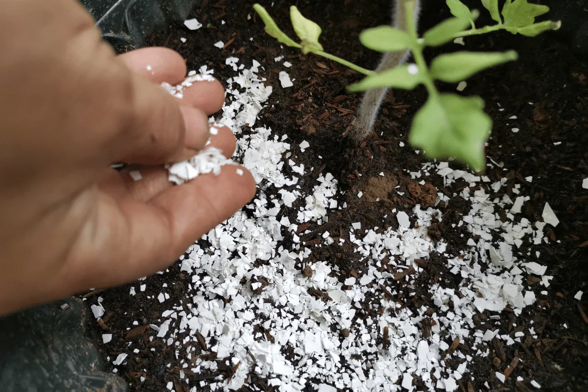 Vỏ trứng có tác dụng như thế nào với cây cảnh trong nhà?