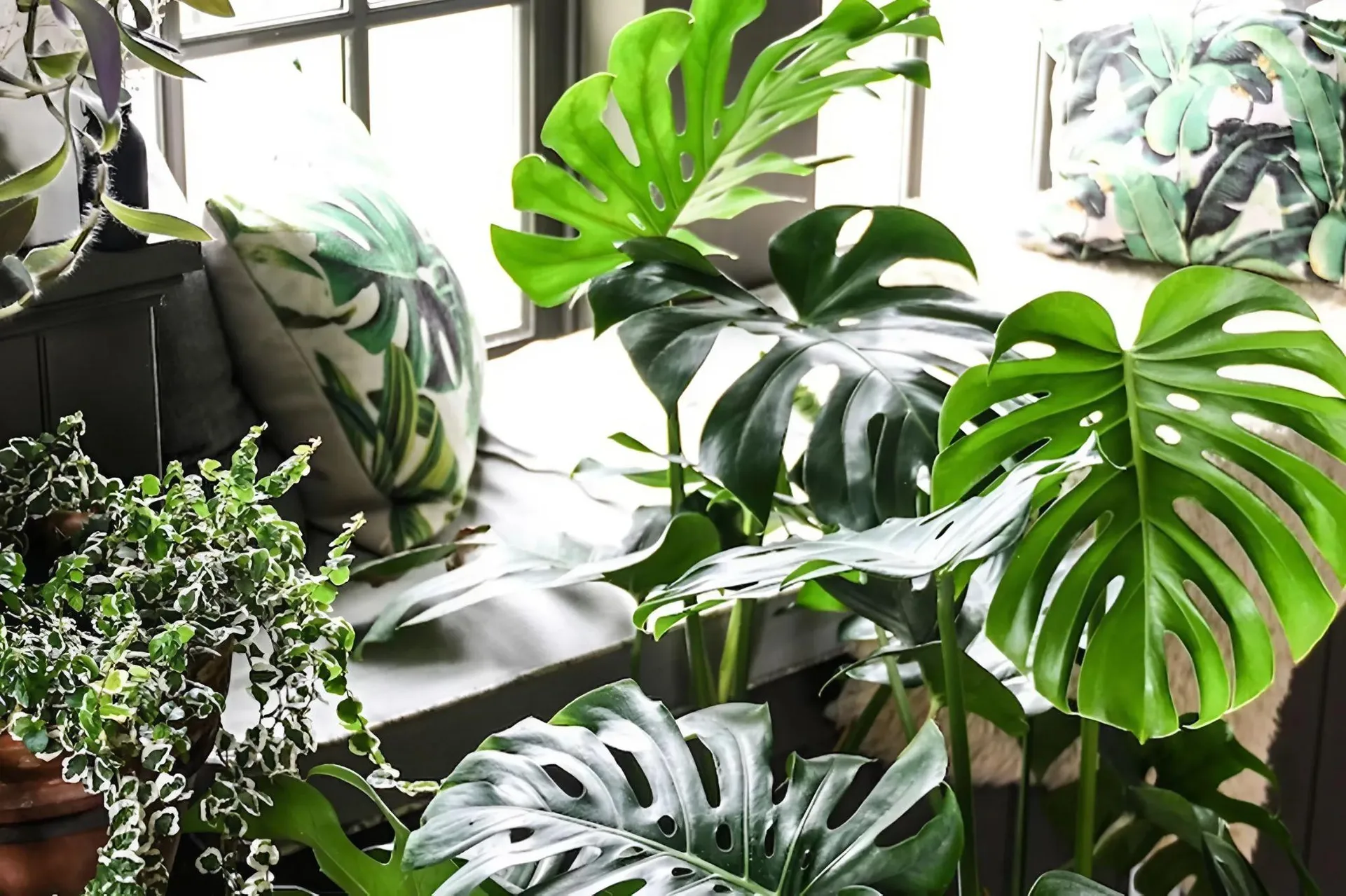 Làm cách nào để nhận biết cây monstera trồng trong nhà bị thiếu nước hay thừa nước?