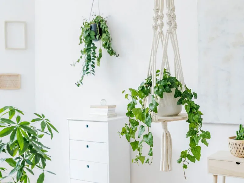 Những loại cây cảnh nào giúp cải thiện chất lượng giấc ngủ?