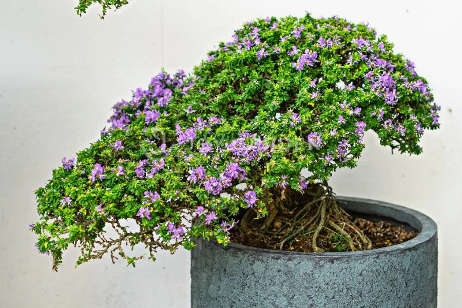 Làm thế nào để tạo điều kiện cho cây cảnh ngoài trời ra hoa đều đặn?