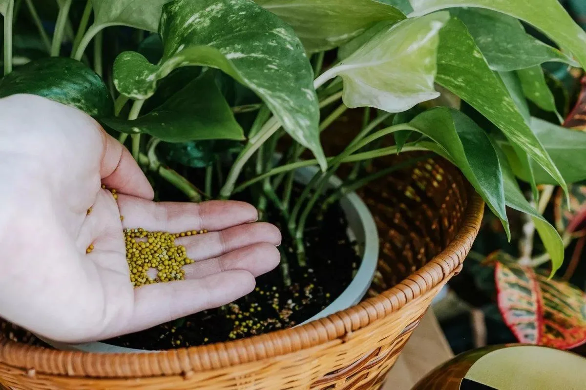 Có cách nào để diệt cuốn chiếu gây hại cho cây cảnh hiệu quả?