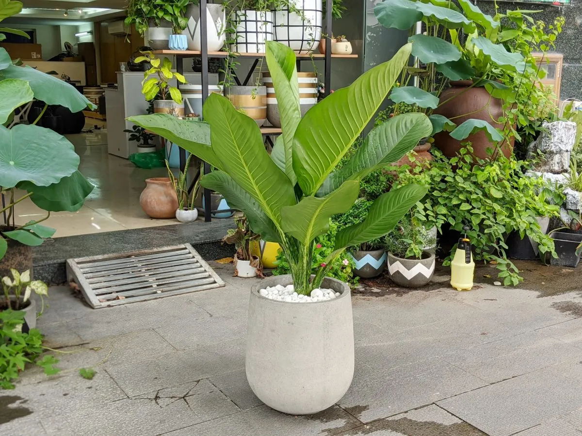Chăm sóc cây đại phú gia như thế nào để cây tươi tốt và ra hoa?