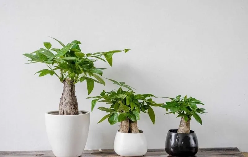 Làm thế nào để cây kim ngân xanh tốt quanh năm?