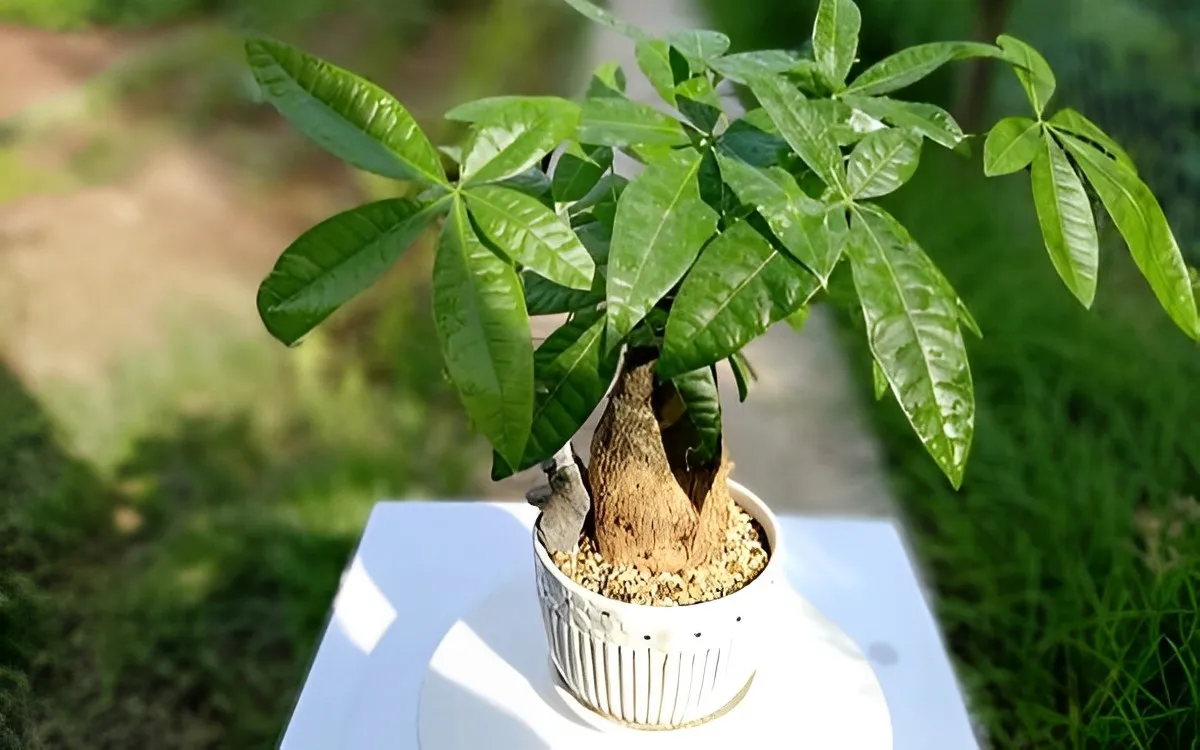 Nguyên nhân nào khiến cây kim ngân bị vàng lá?