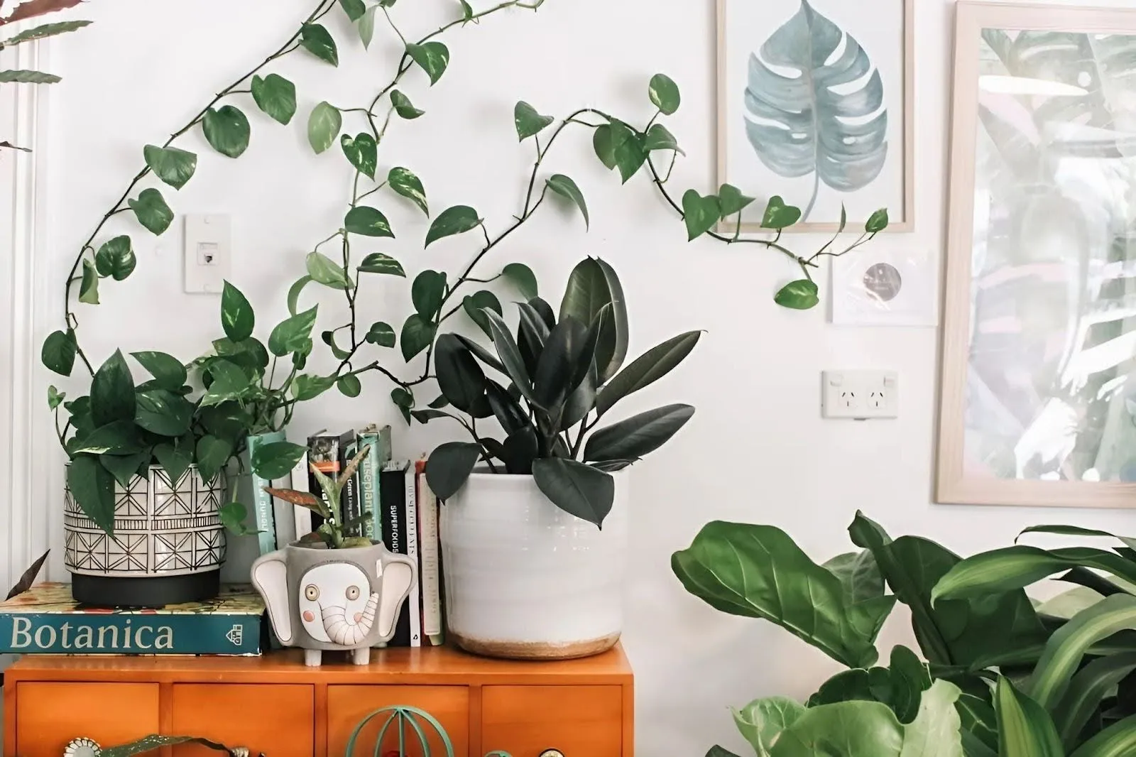 Vị trí nào thích hợp để trồng cây dây leo trong nhà?