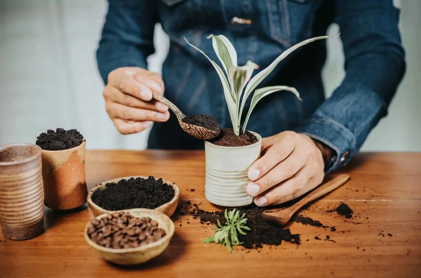 Bã cà phê có tác dụng thế nào với cây cảnh trong nhà?