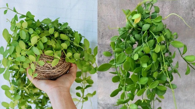 Thời điểm nào trong năm thích hợp để trồng cây cảnh treo tường ngoài trời?