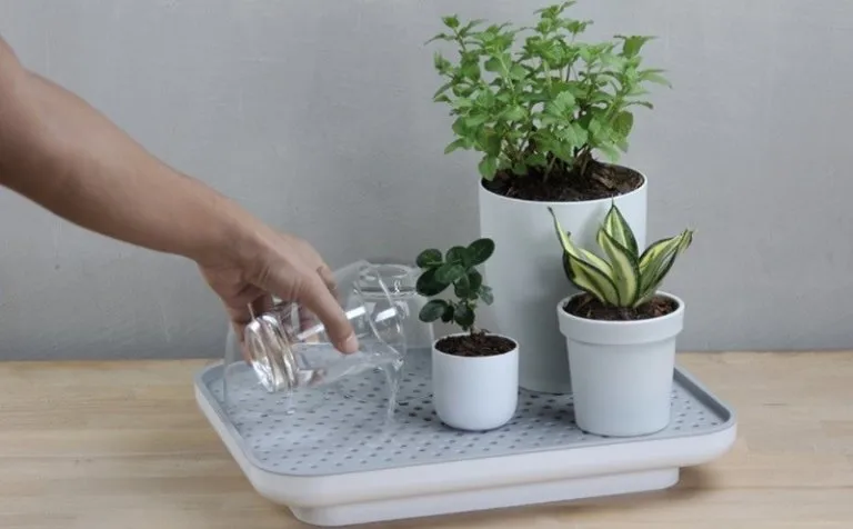 Tưới cây cảnh trong nhà khi đi vắng lâu ngày như thế nào?