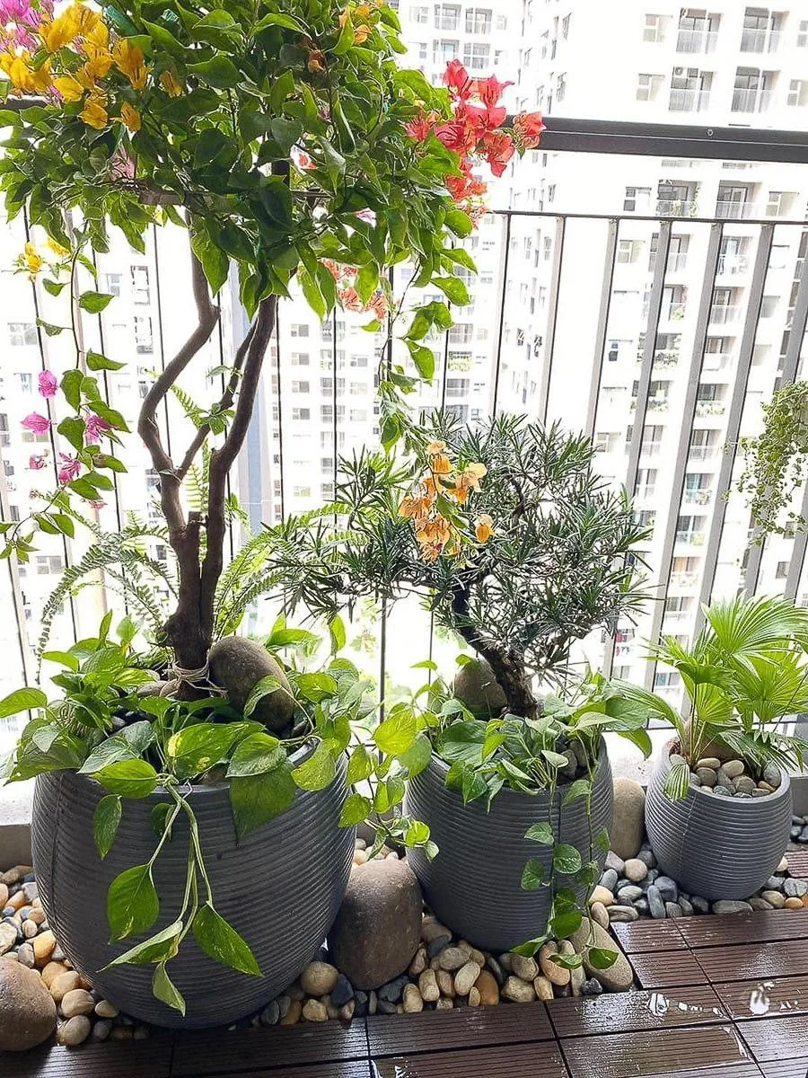 Khi trồng nhiều cây cảnh vào một chậu cần lưu ý điều gì?