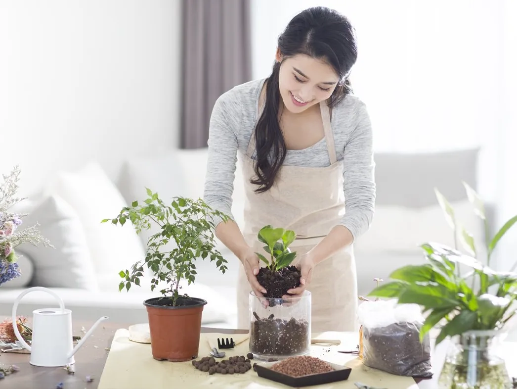 Cách chăm sóc các chậu cây cảnh ngoài trời khi bị thối rễ?