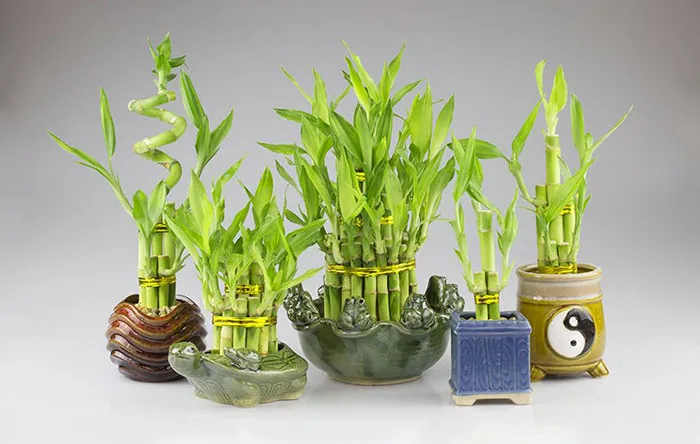 Chăm sóc cây phát lộc thế nào để cây luôn tươi tốt?