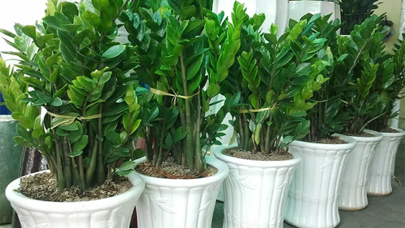 Cần phải làm gì khi trẻ nhỏ tiếp xúc với độc tố của cây kim tiền?