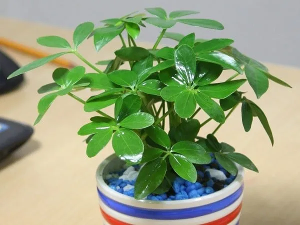 Các loại cây cảnh nào có thể làm giảm tiếng ồn từ môi trường xung quanh?