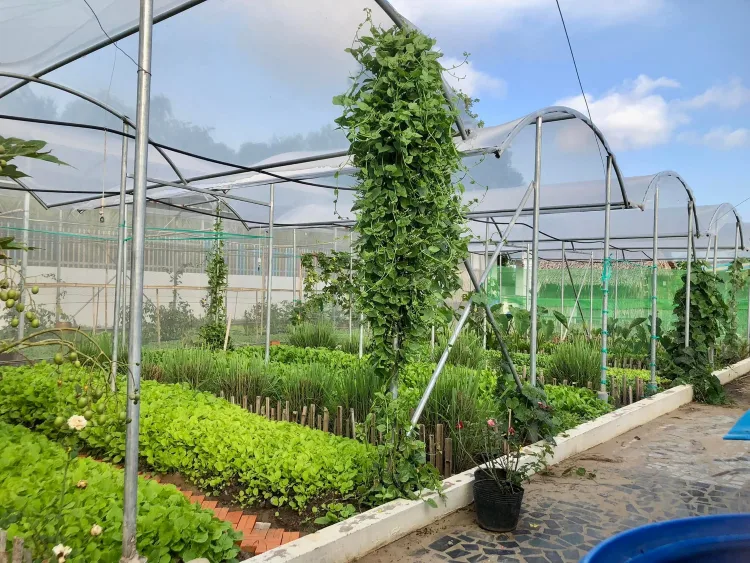 Các biện pháp cần thiết để bảo vệ cây cảnh trong thời tiết mưa bão?