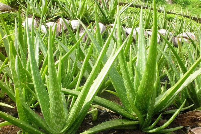 Những loại cây cảnh nào có tác dụng chữa bệnh?