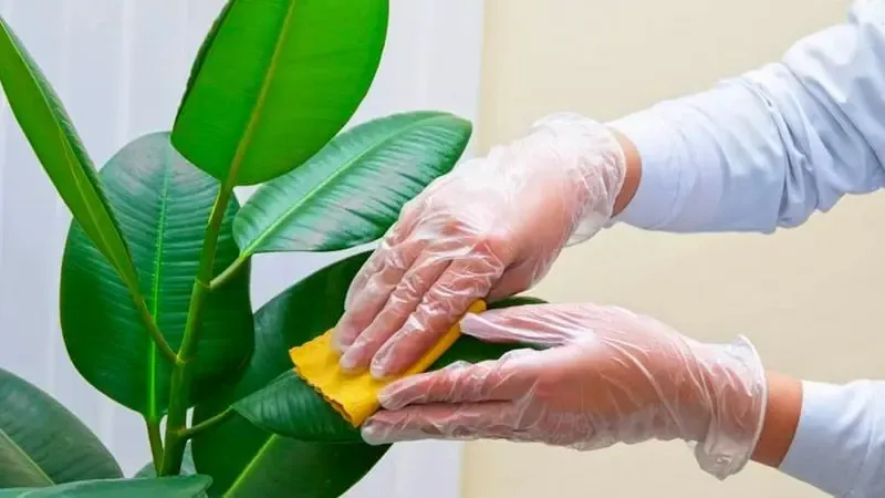 Làm thế nào để cây cảnh phục hồi sau khi bị bệnh?