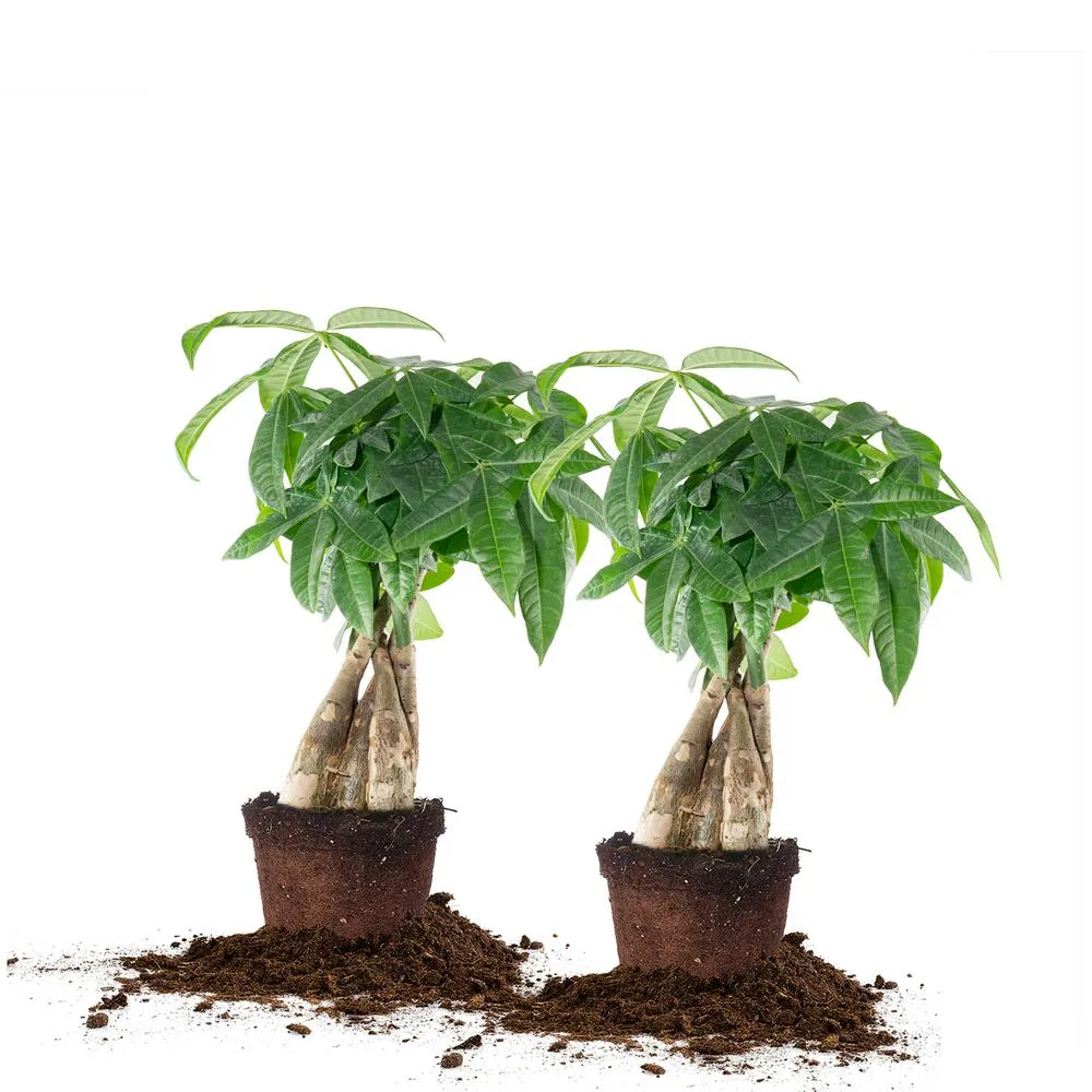 Khắc phục cây kim ngân bị thối thân như thế nào?