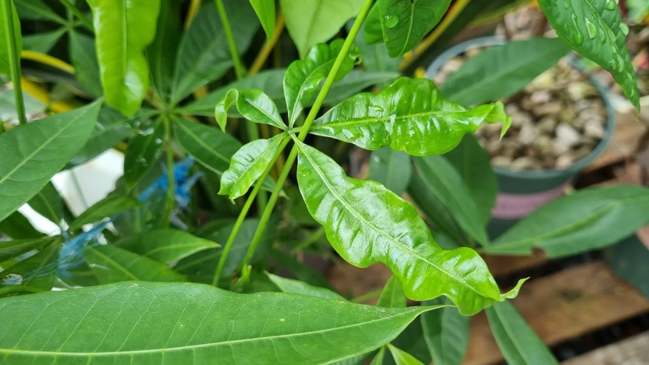 Làm thế nào để khắc phục bệnh xoắn lá trên cây kim ngân?