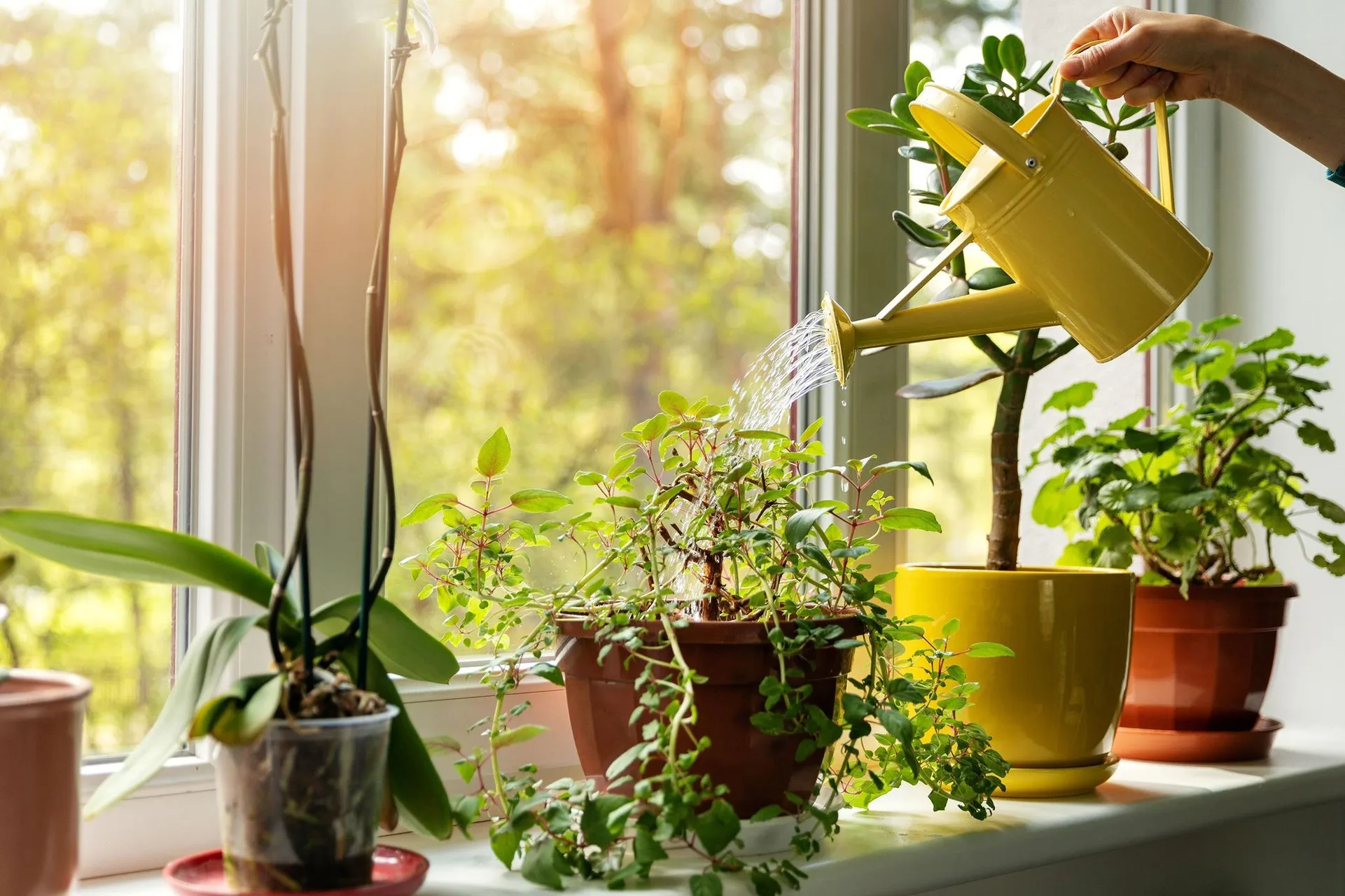 Làm thế nào để xử lý tình trạng cây cảnh bị thừa chất dinh dưỡng?