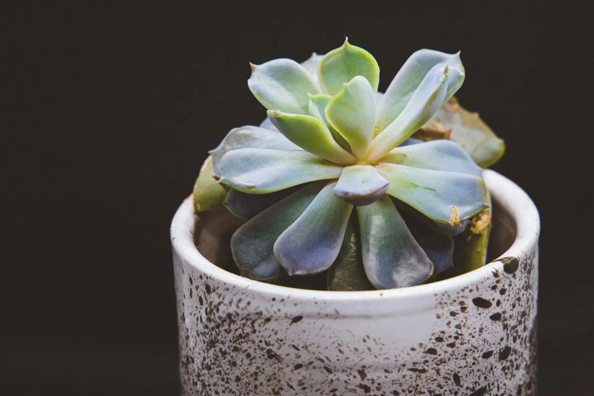 Sen đá bị vàng lá phải xử lý như thế nào?