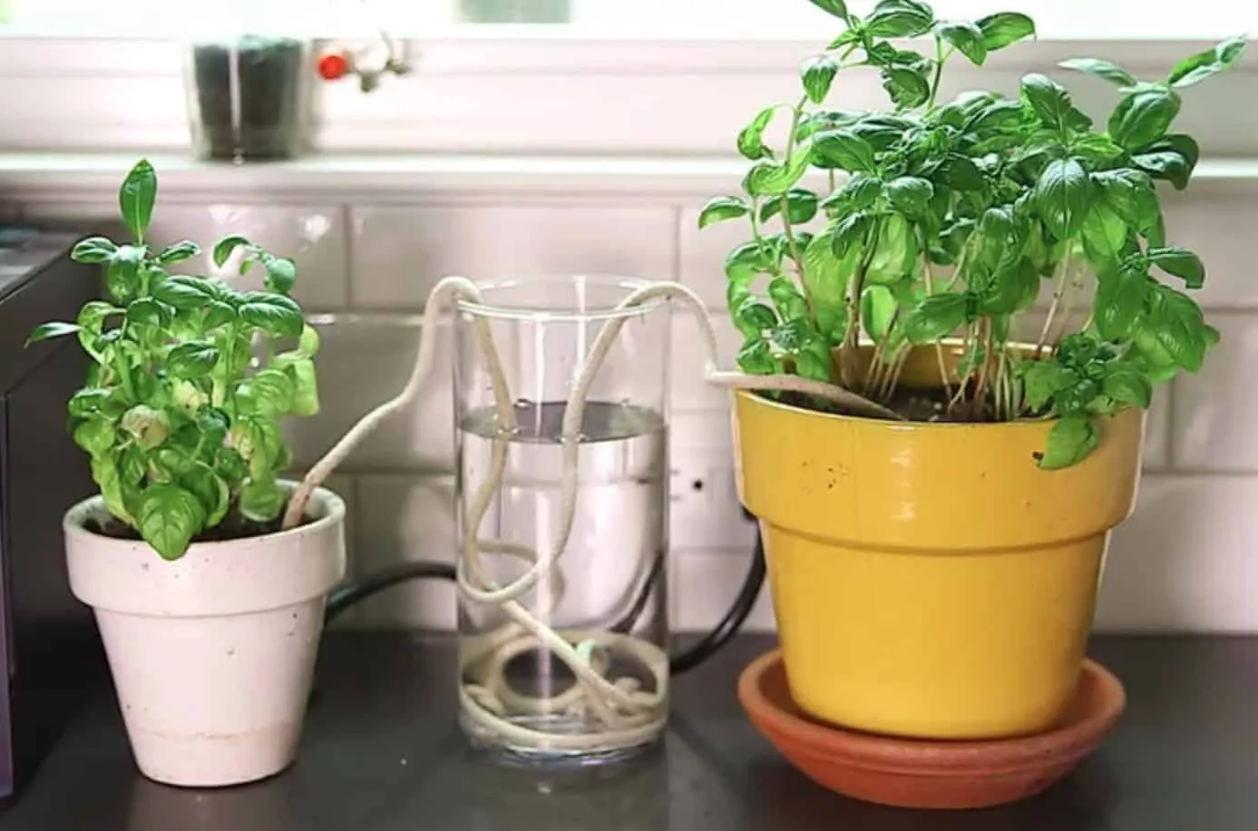 Tưới cây cảnh trong nhà thế nào để tiết kiệm nước?