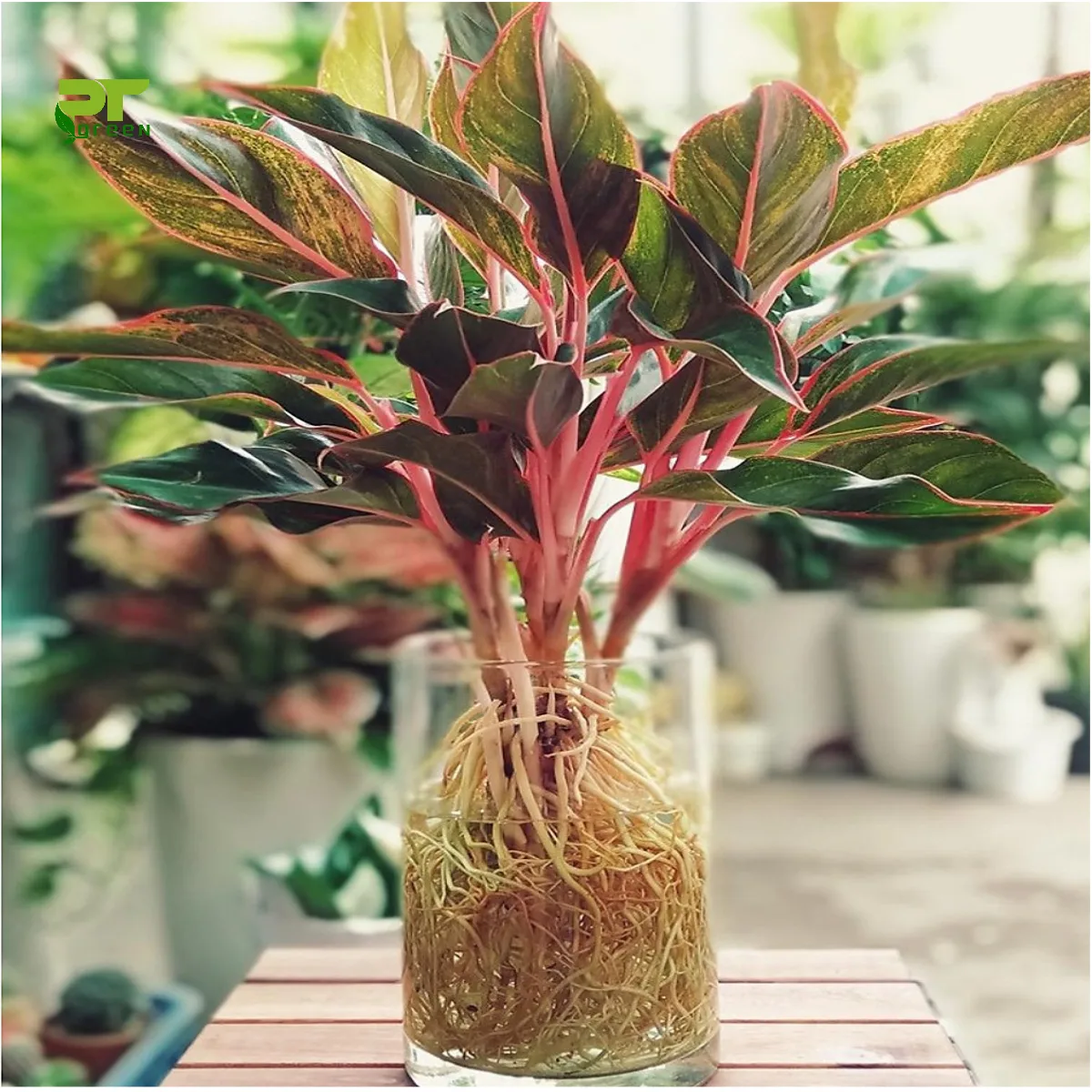 Các loại cây cảnh trong nhà nào có thể trồng trong nước?