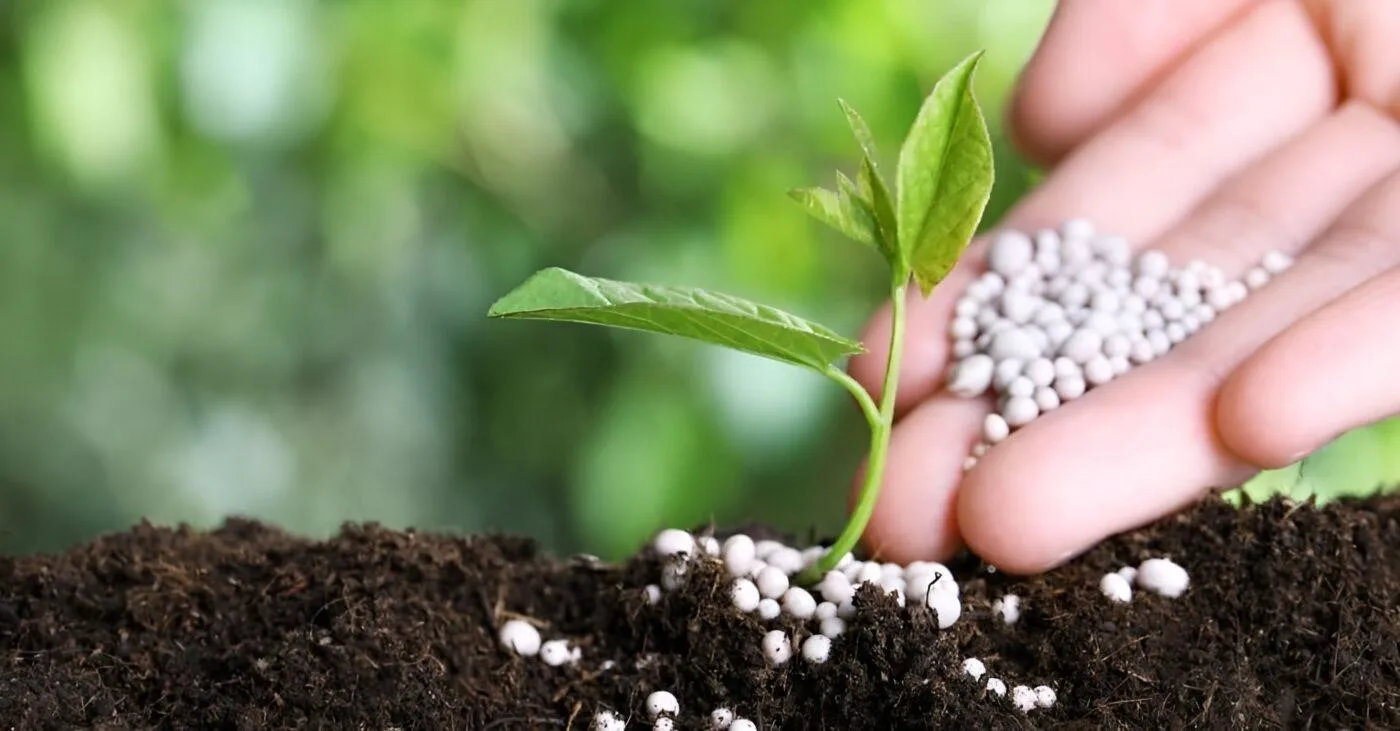 Nên bón phân cho cây cây cảnh vào thời điểm nào trong ngày?