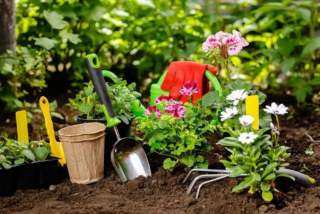 Khi nào nên bổ sung phân bón qua lá cho cây cảnh?	