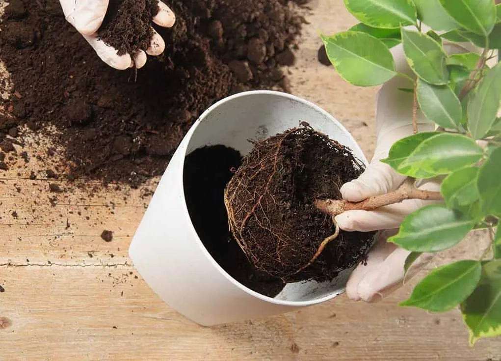 Cần chăm sóc cây cảnh như thế nào khi chuyển chậu?