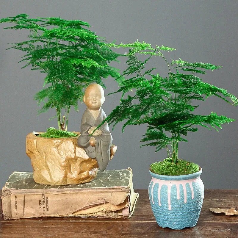 Làm sao để phát hiện và xử lý cây cảnh trong nhà bị ngộ độc phân bón?