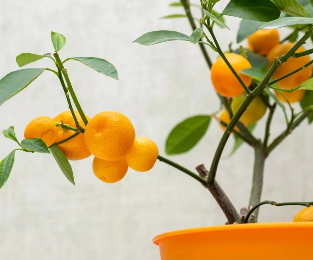 Những loại cây ăn quả mini nào vừa làm cảnh đẹp trong nhà vừa cho trái ngọt?