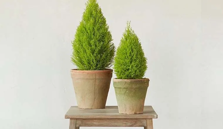 Làm thế nào để trồng cây tùng thơm xanh tốt?