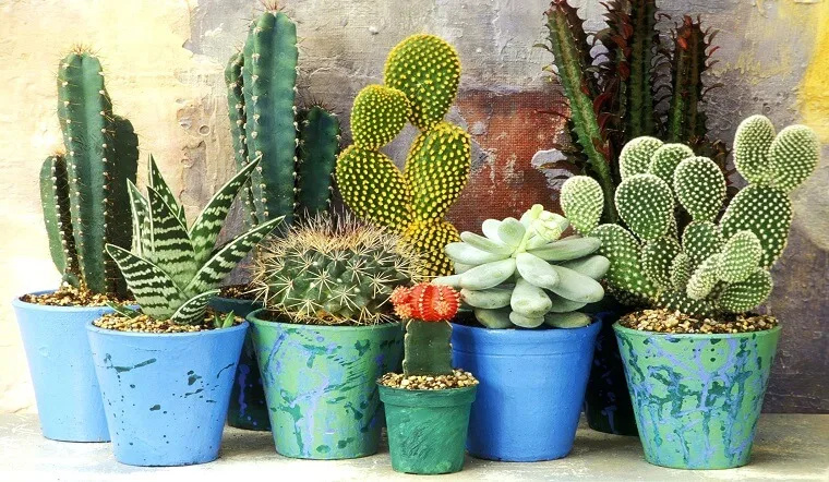 Những cây cảnh nào vừa có hoa đẹp, vừa khử mùi và hút ẩm?