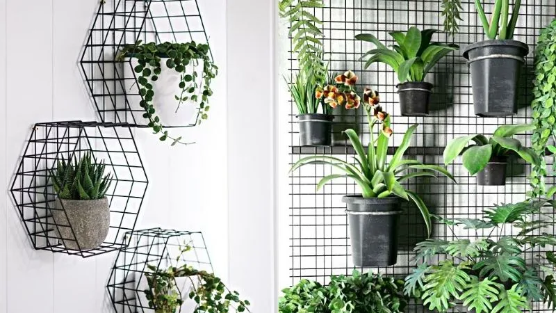 Làm sao để biết cây cảnh treo tường ngoài trời bị thiếu dinh dưỡng?