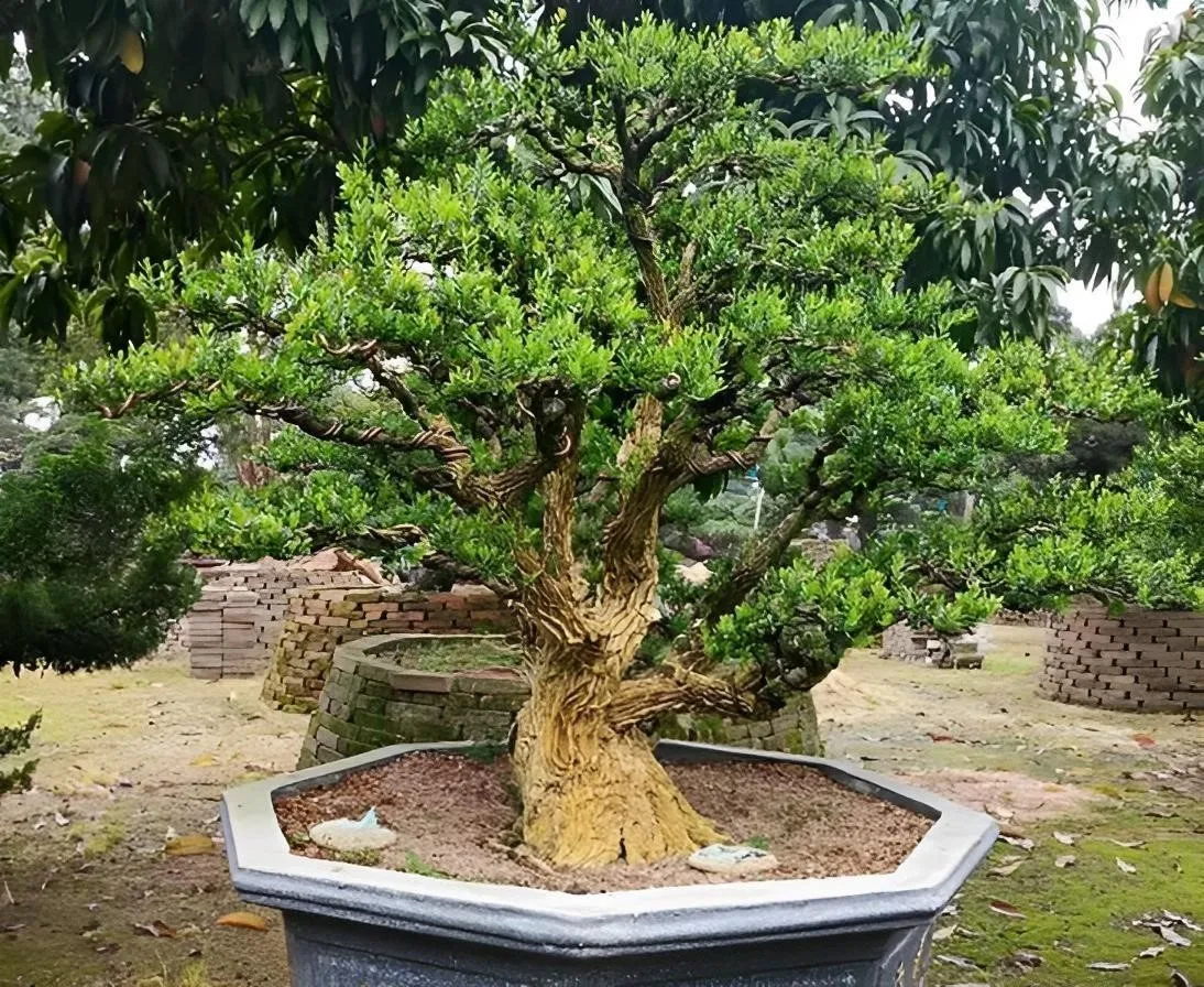 Làm thế nào để kéo dài tuổi thọ của cây cảnh ngoài trời?
