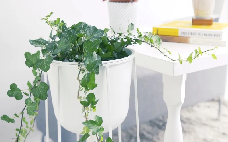 Nên đặt cây thường xuân tại vị trí nào trong nhà?