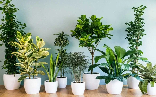Làm thế nào để di chuyển cây cảnh trồng chậu ngoài trời sang chậu mới mà không làm tổn thương cây?