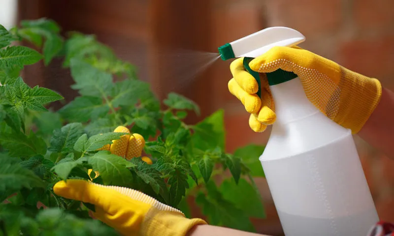 Làm sao để cây cảnh trong chậu trồng ngoài trời sống lâu và khỏe mạnh?