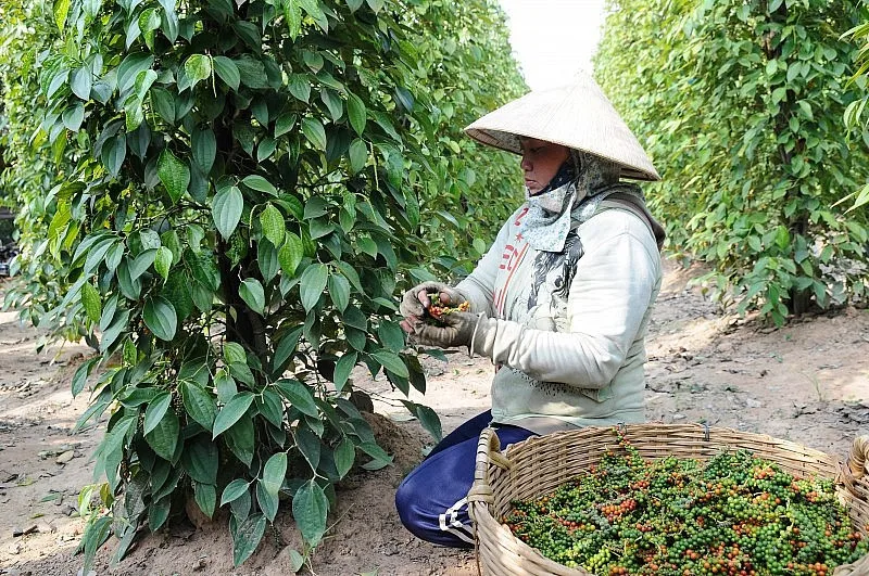 Vì sao xuất khẩu giảm nhưng giá hồ tiêu nội địa vẫn tăng cao?